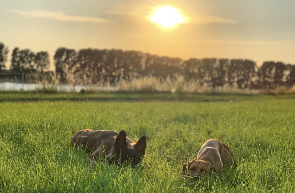 hundetrainer in düsseldorf krefeld mettmann neuss familienhundkonzept