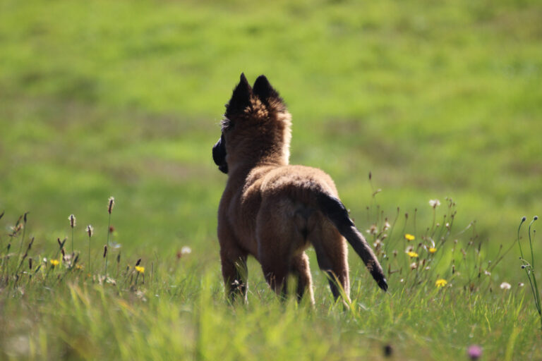 welpentraining krefeld hundeschule riko sparenberg düsseldorf