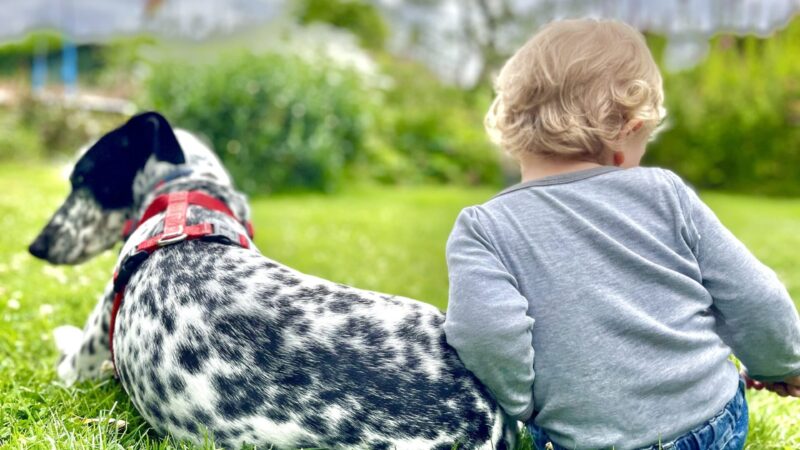 hundebetreuung krefeld