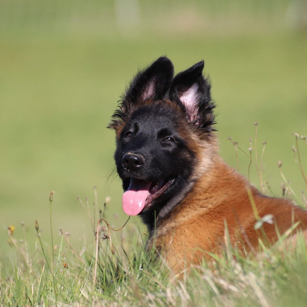 welpenkurs krefeld welpenschule